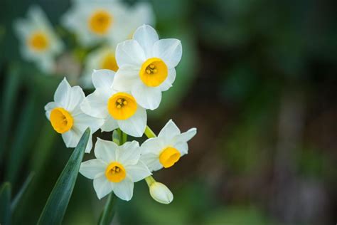 水仙 意味|スイセン（水仙）の花言葉｜名前の由来 ｜ 花言葉・ 